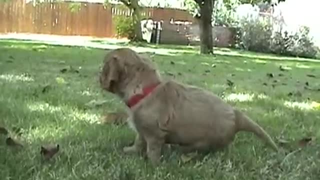 Cavalier King Charles Spaniel Puppies - 5 Weeks Old