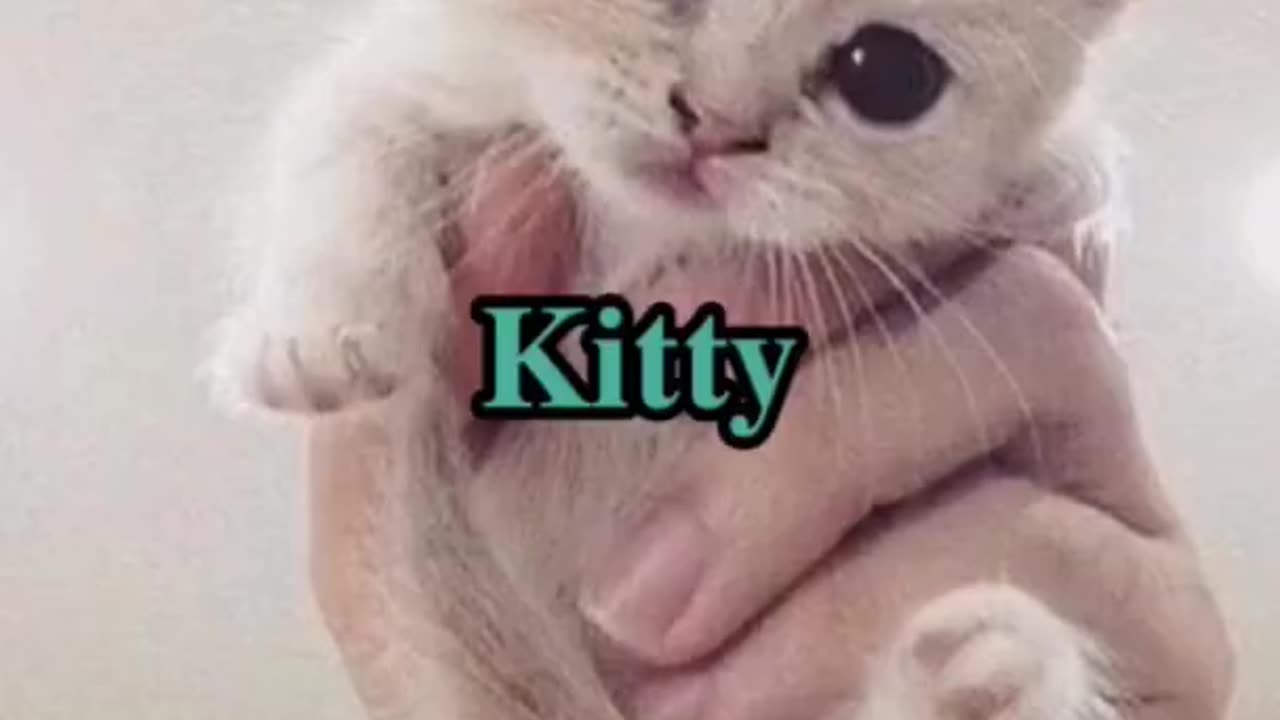 Best name for cute cat ||#video #rumble