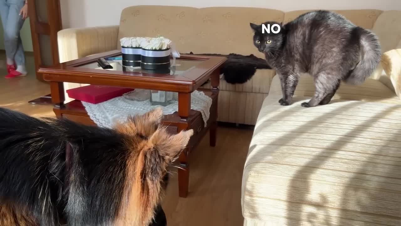 German Shepherd Puppy Meets a Cat For The First Time