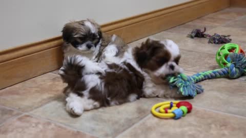 Vanka Gordy 2 akc shihtzu puppy for sale