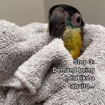 Baby bird's shower routine