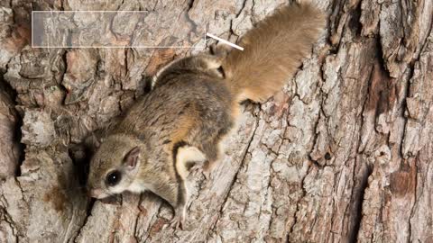 Aha Nature Moments_ Flying Squirrel_1