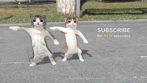 Dancing cats