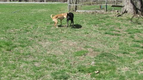 Goofy dogs roughhousing in Vermont