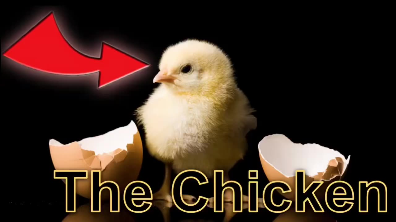 Which came first? |A VIDEO ESSAY 