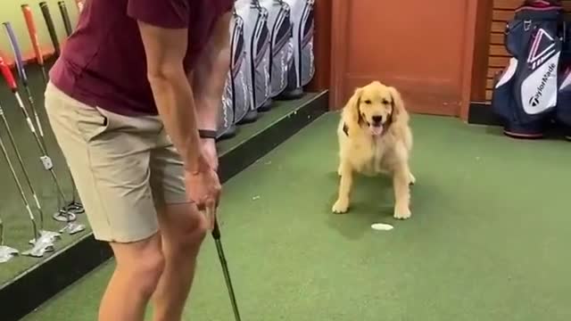 Dog golf player