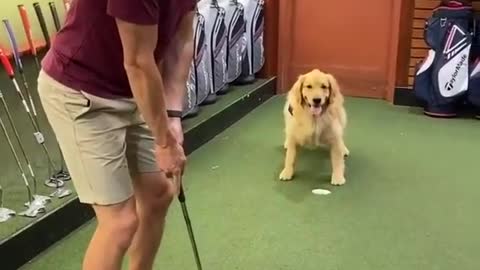 Dog golf player