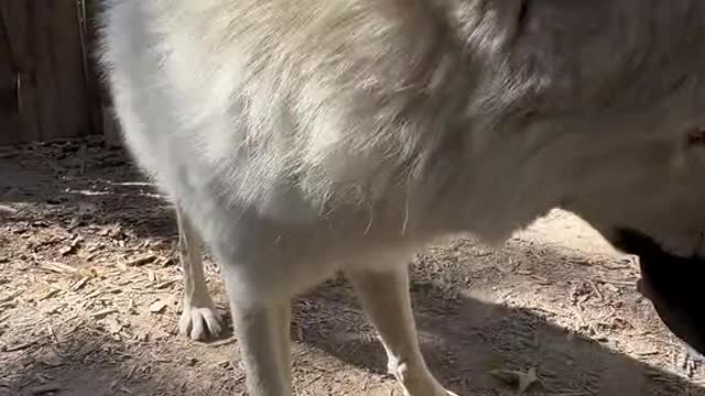 FPP (first person play) with Ezekiel #wolf #ezekiel #playtime #roughhousing