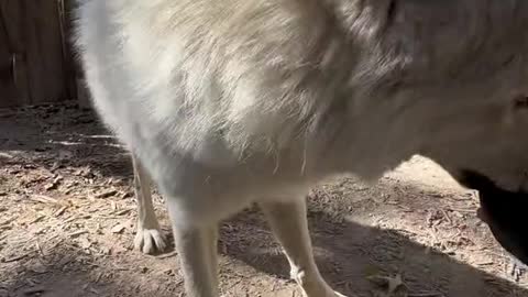 FPP (first person play) with Ezekiel #wolf #ezekiel #playtime #roughhousing