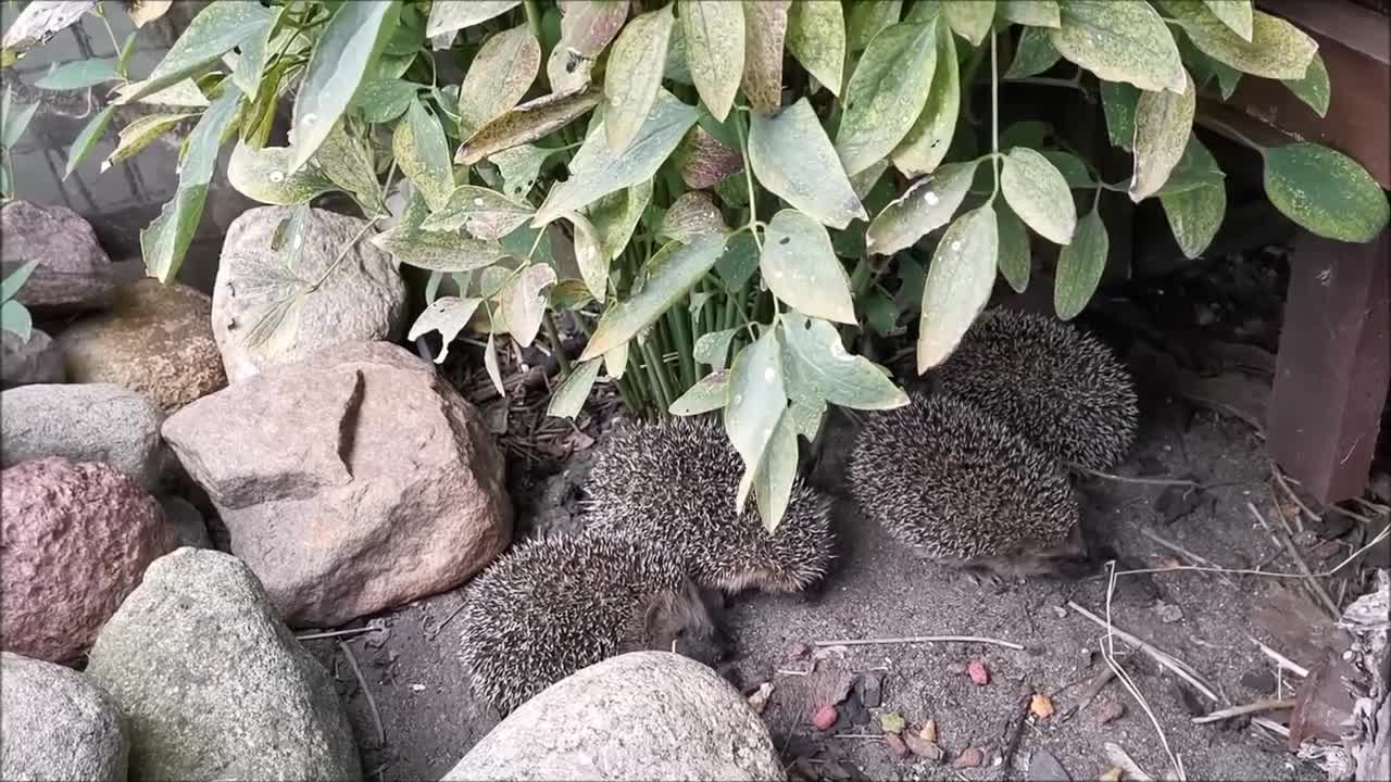 Igelnachwuchs im Garten,5 kleine Igel,Sept 2019