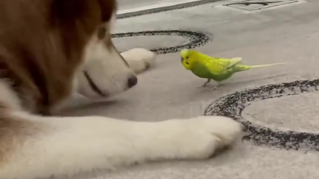 Husky and parrot