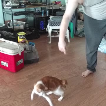 Interesting Ping pong ball