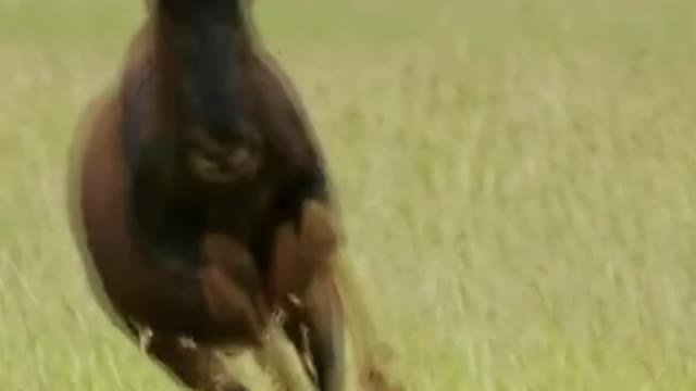 Cheetahs hunt wildebeest at high speed