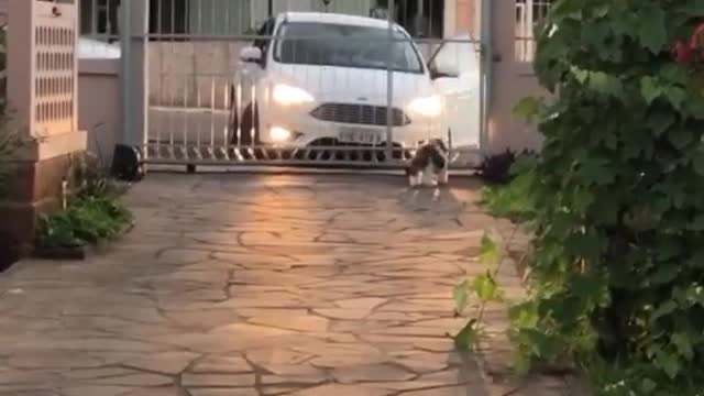 Pup Always Waits for Owner to Get Home