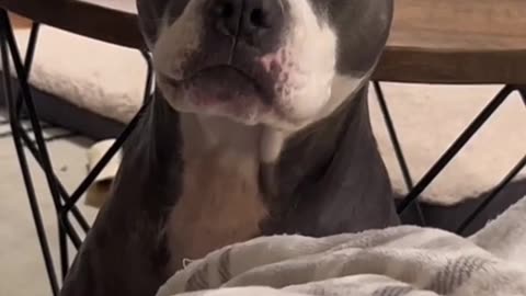 I want my stick back!
