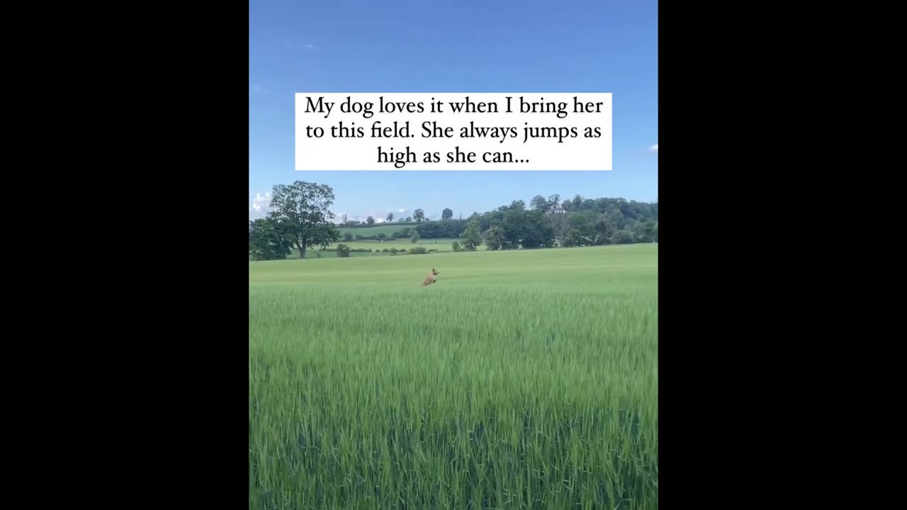 Funny animal