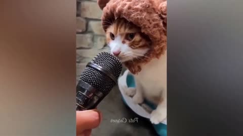 Funny animal