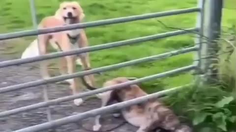 🐶 dog's fun