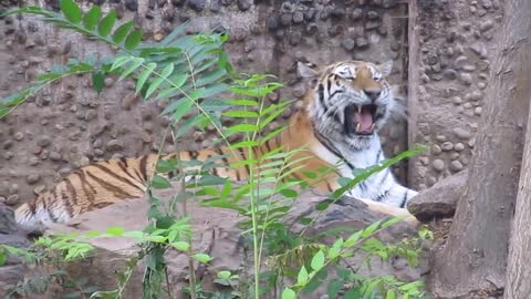 Cute Tiger Meow @ the Denver Zoo, August 24, 2012