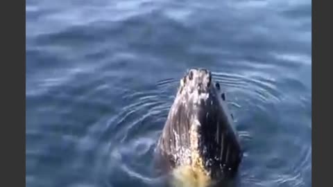 dolphins playing in water