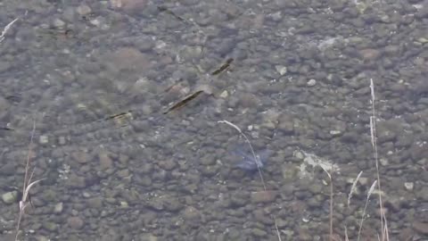 VOLO sott'acqua contro corrente del MERLO ACQUAIOLO per CATTURARE INSETTI ACQUATICI TRENTINO