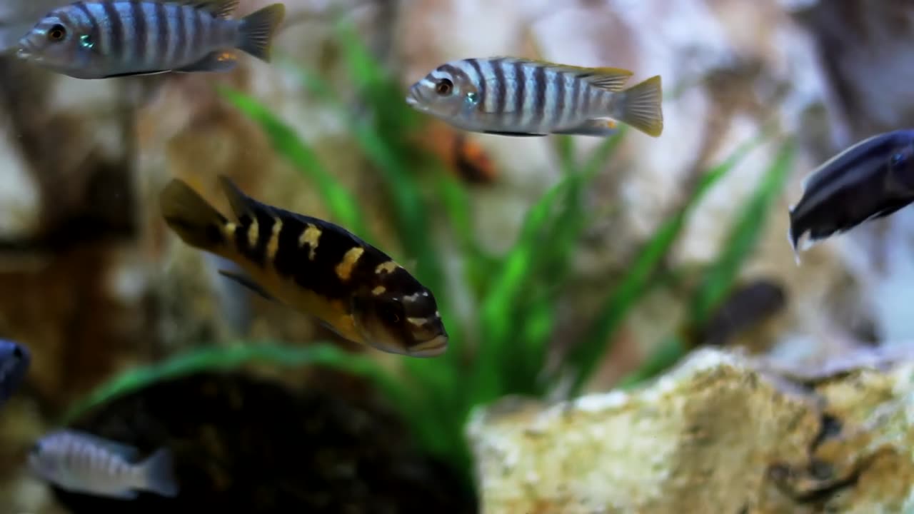 Aquarium Elegance: Where Fishes Dance in Liquid Splendor