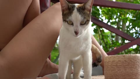 Woman Relaxing with a Cat