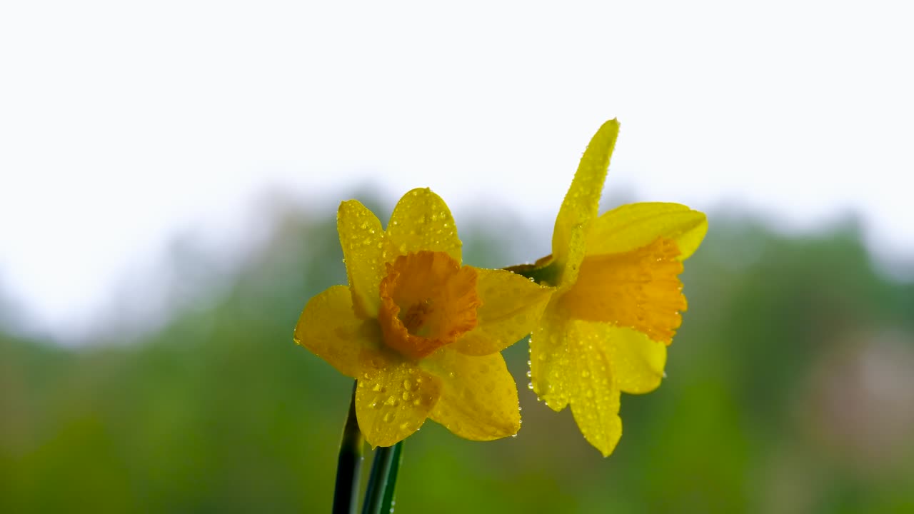 Most flowering plants depend on animals