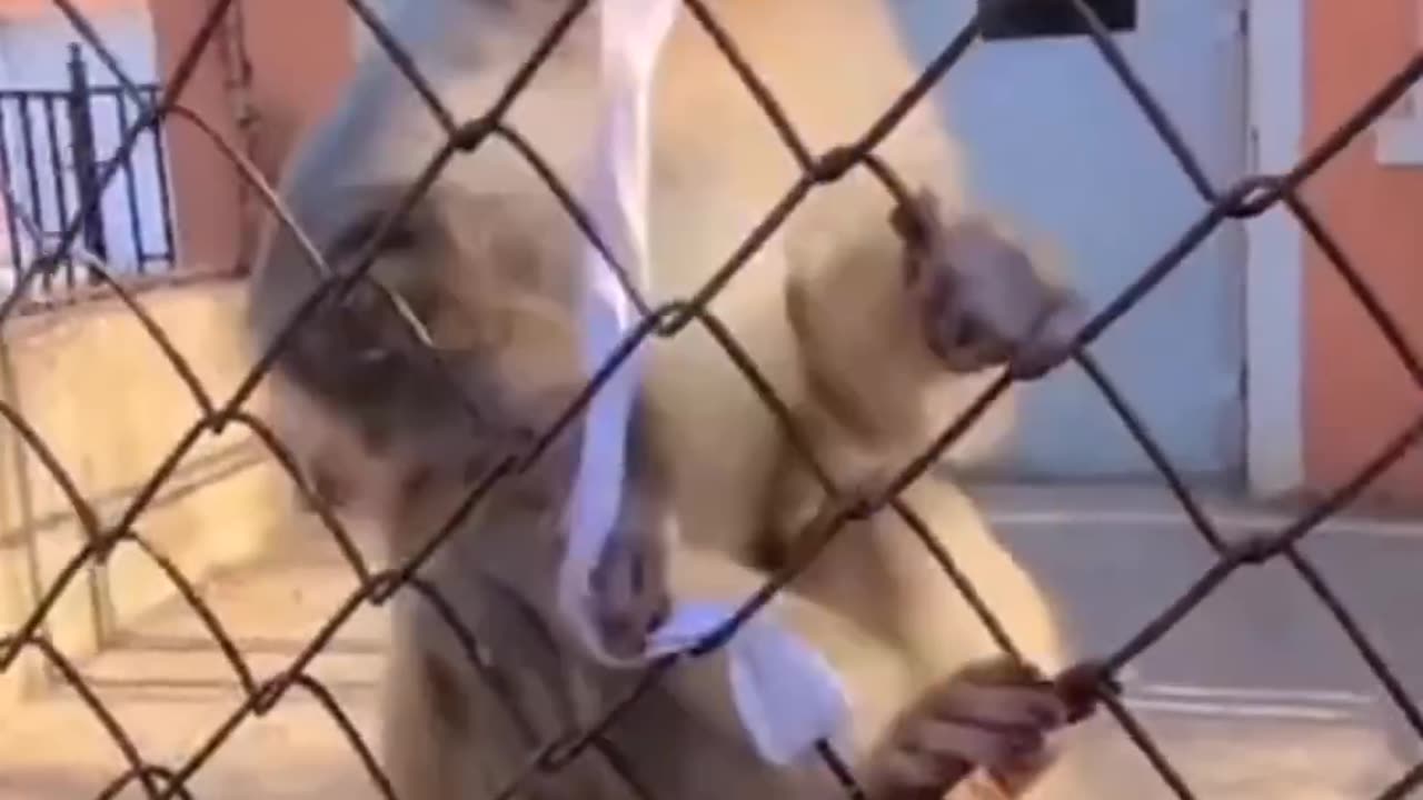 Angry monkey🐒 funny clip🤣🤣