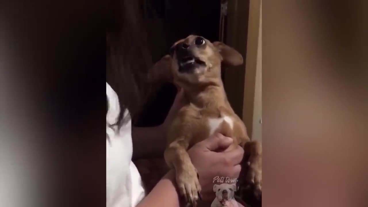 Funny animal compilation#4