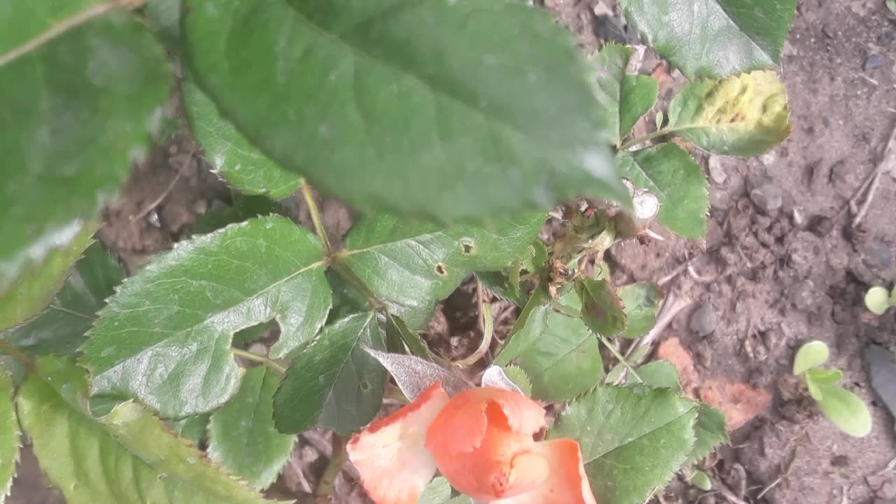 Rose buds in the garden