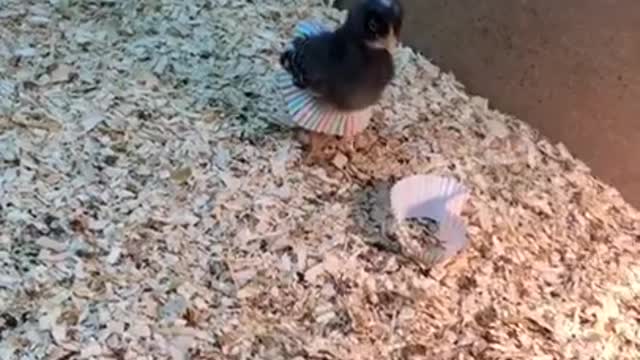 Cute Baby Chickens - Funny Baby Chicks