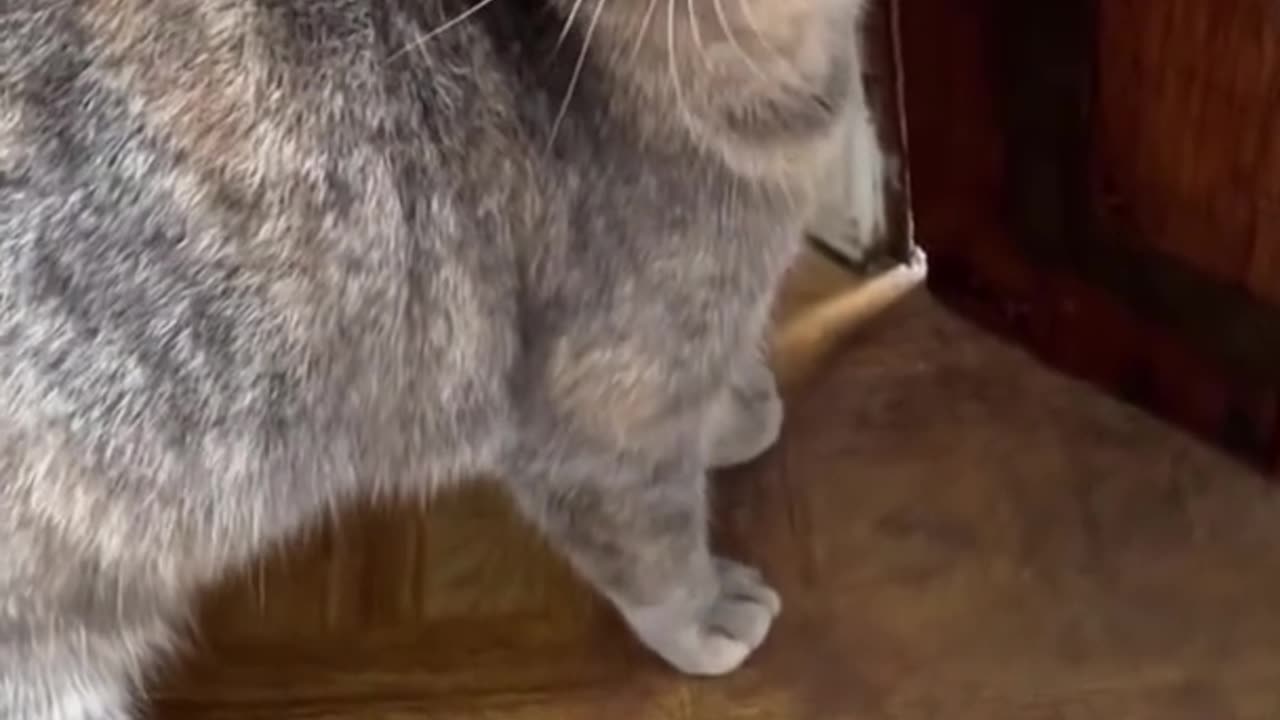 The pets recorded in this video are not subjected to any form of abuse.