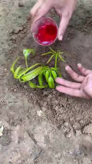 Grafting Mangoes in Aloe Vera Yields