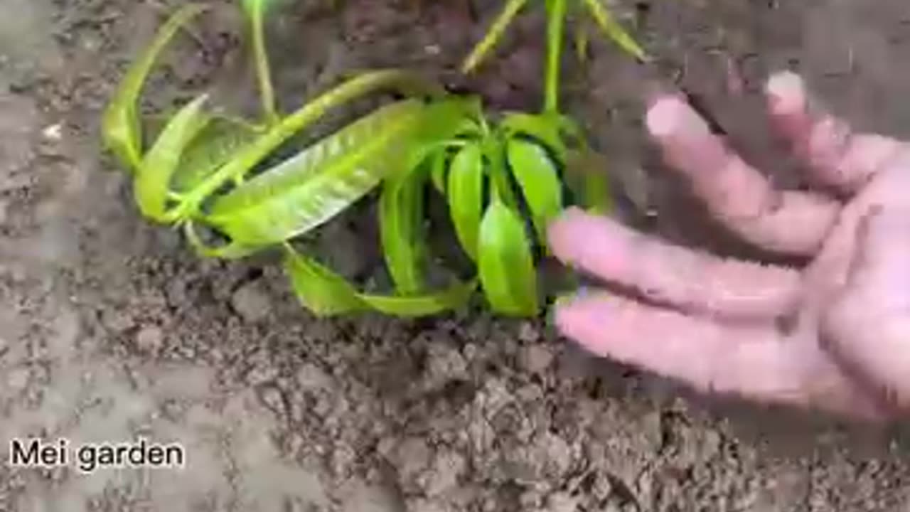 Grafting Mangoes in Aloe Vera Yields