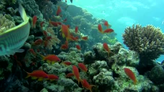 Egypt's resilient coral reefs are under threat