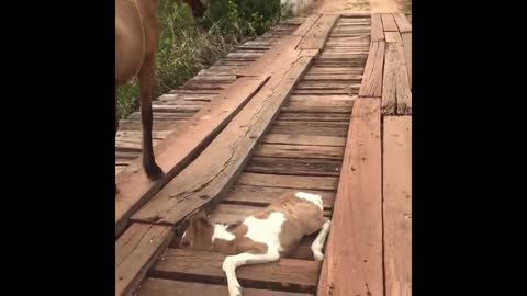 Baby horse rescued from hole in bridge