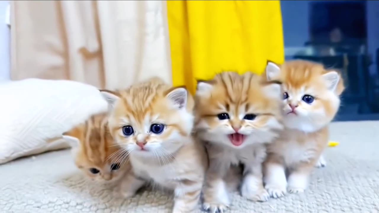 Cute Cat