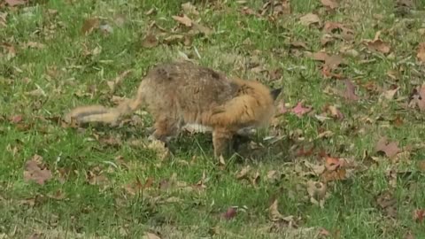 Injured fox I recorded in my yard in Connecticut