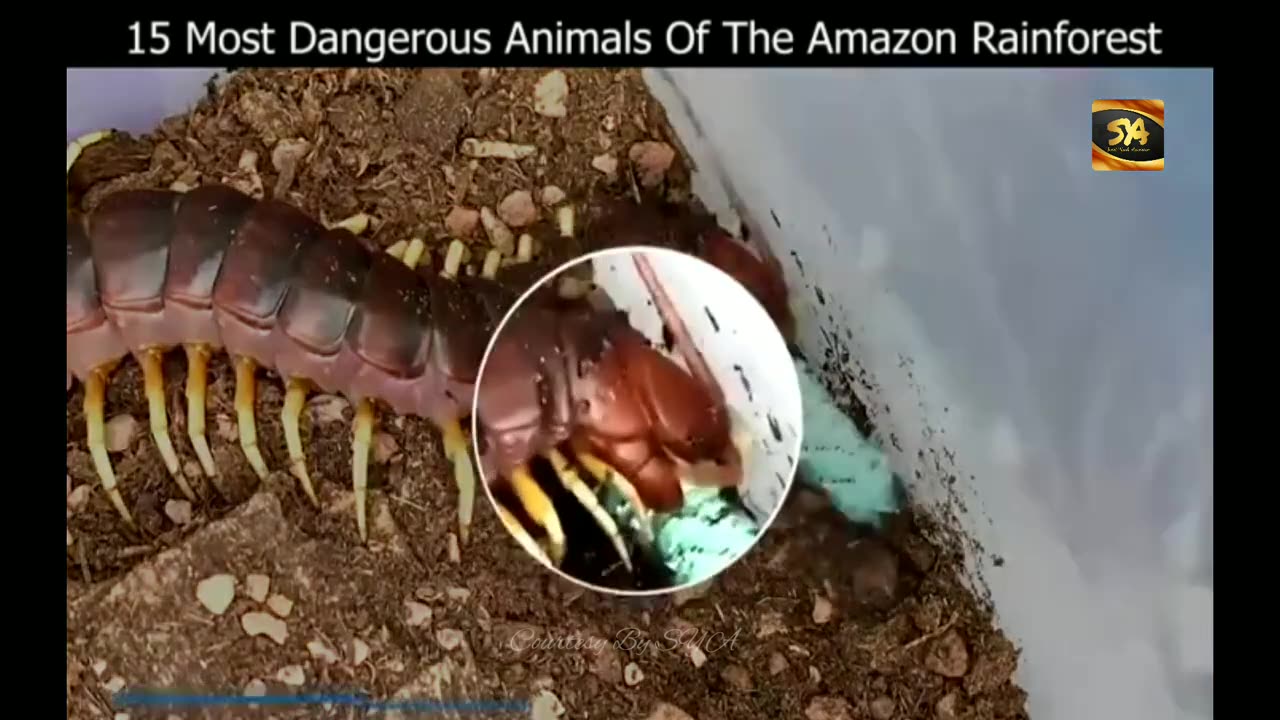 15 Most Dangerous Animals Of The Amazon Rainforest | SYA Channel