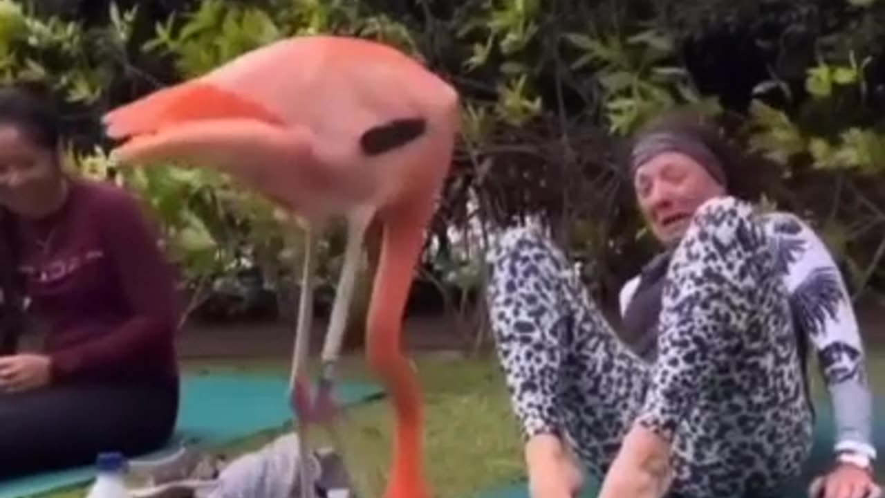 Funny Flamingo