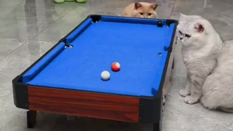 Funny Animal playing pool amazing