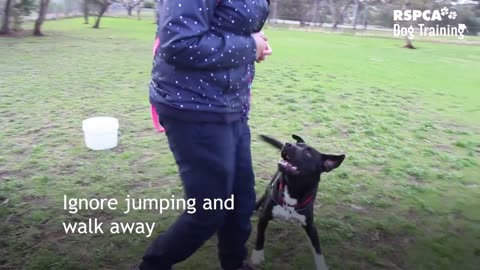 2 easy steps to prevent your dog jumping up