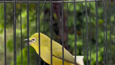 burung pleci - gacor