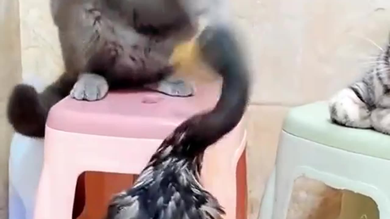 Cat fight🐓🐓🐈‍⬛🐈‍⬛🐈‍⬛