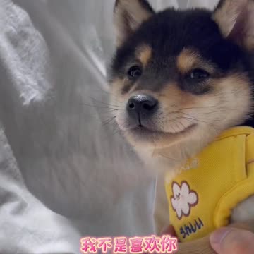 Match Puppy to the Owner I Lineup | Cut #002