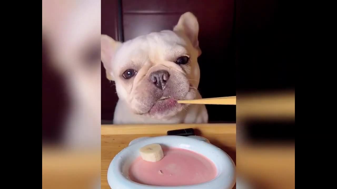 Aww Cute Baby Animals Videos Compilation | Funny and Cute Moment of the Animals #7