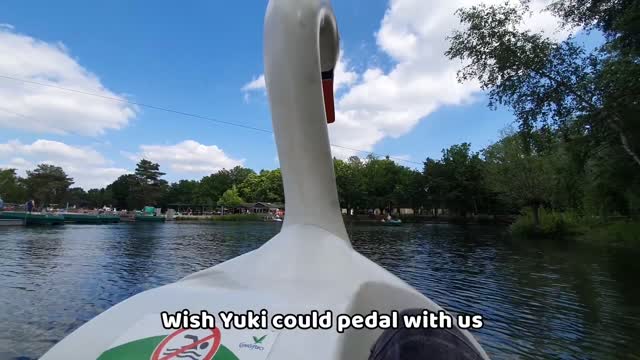 Pomeranian Puppy Wants to Drive a Pedal Boat!😇❤