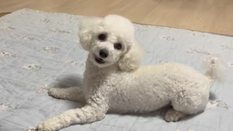 A dog playing ball