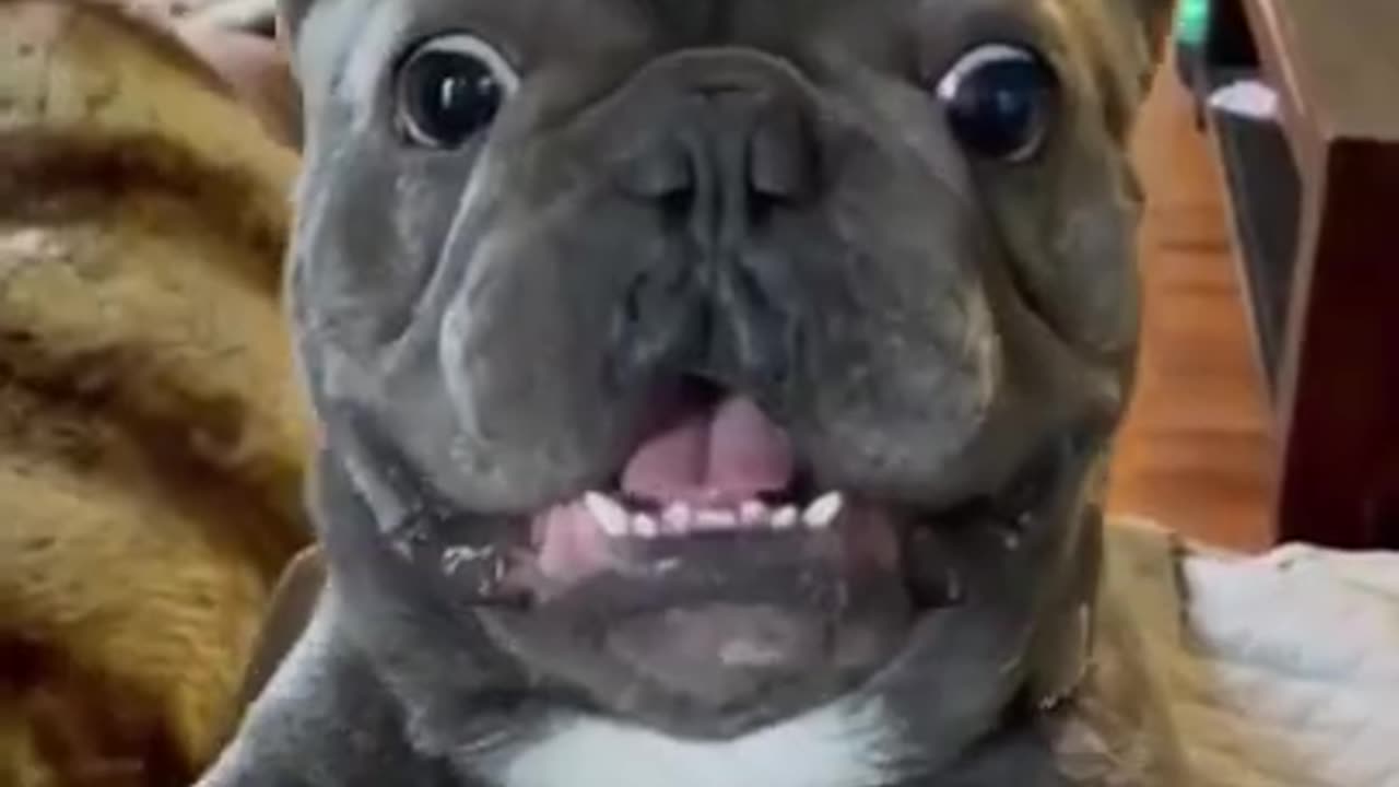 Funny Animals